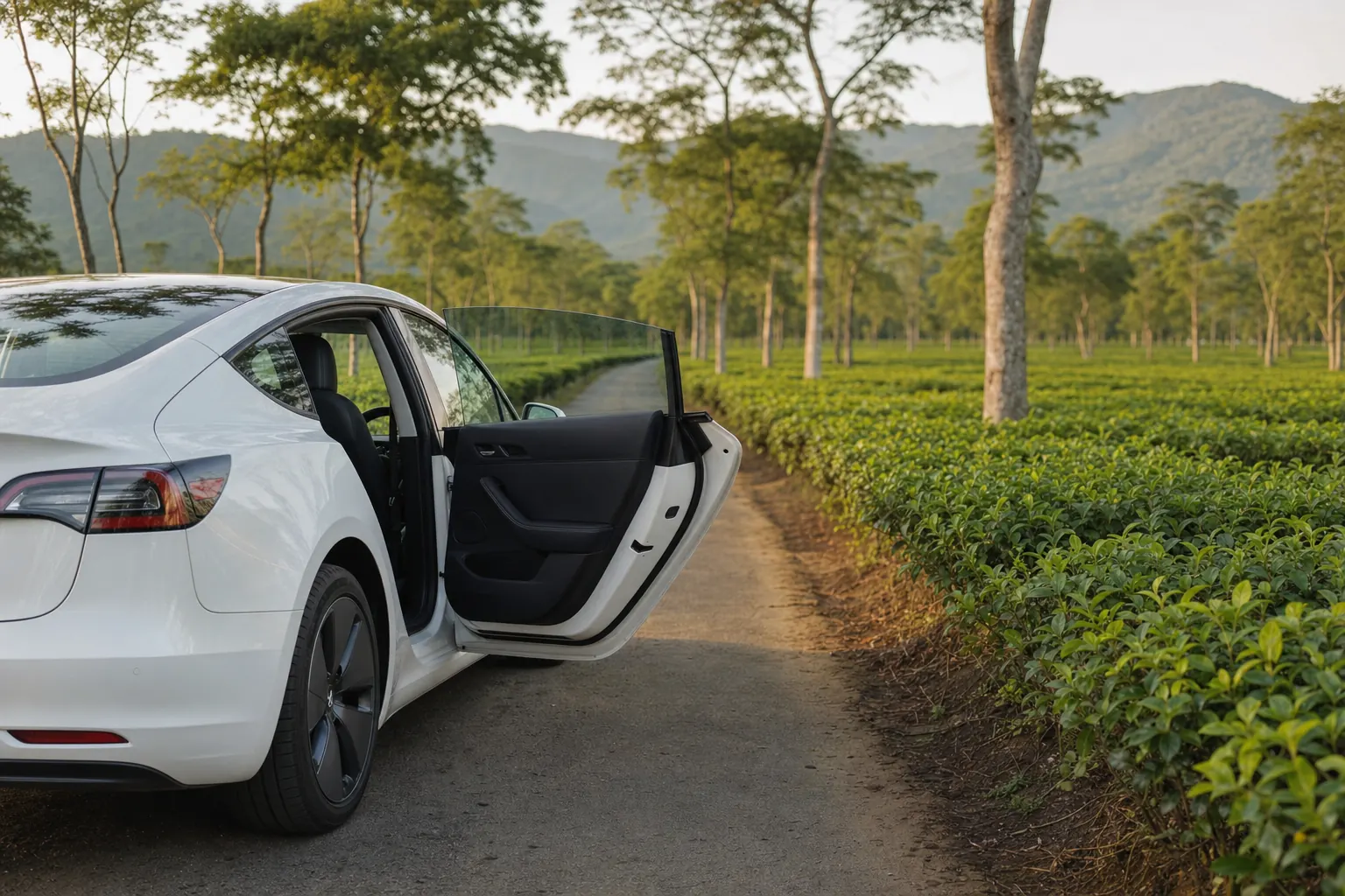 A white sedan parked at a tea-garden viewpoint with its doors open